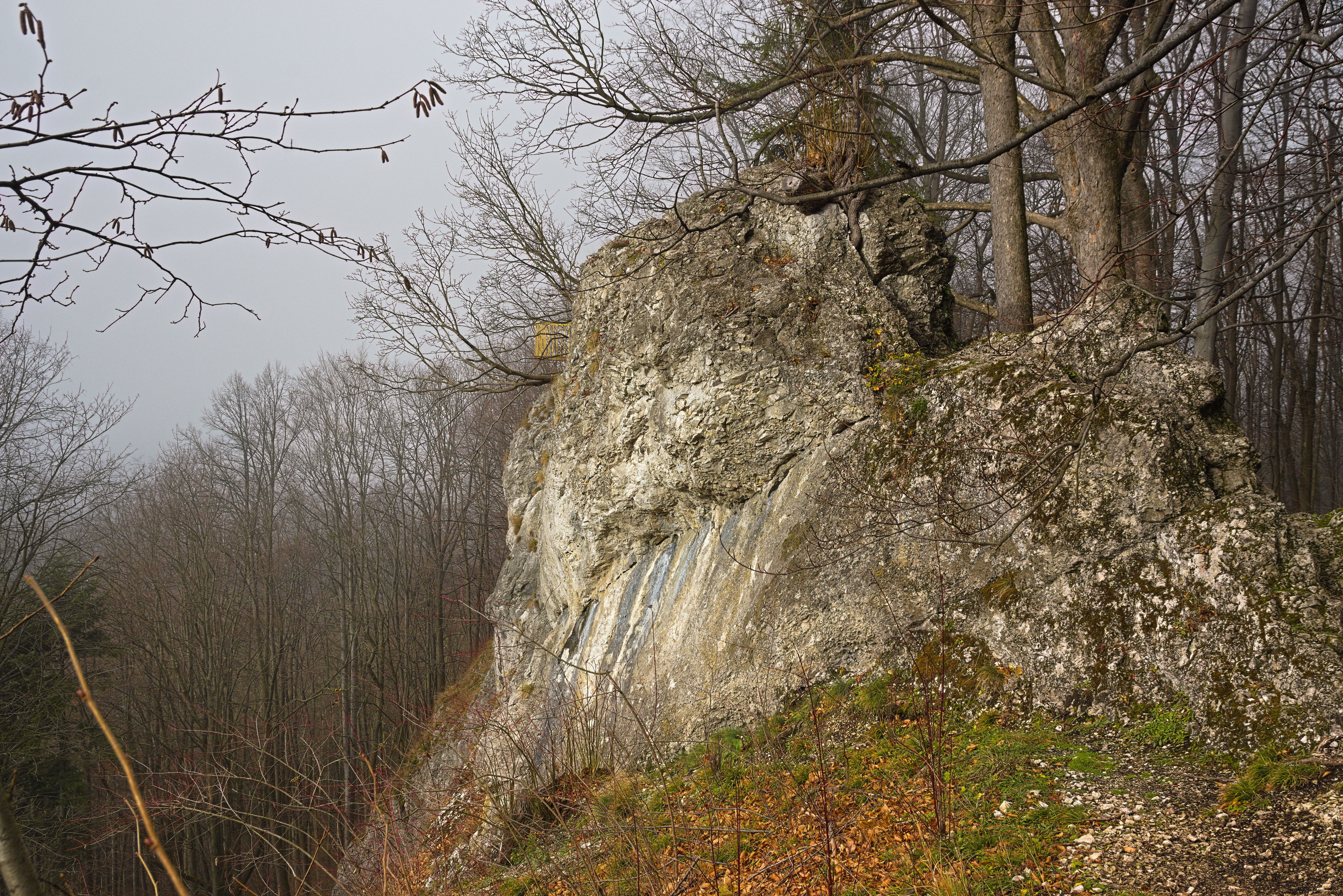 Pohled na skálu tyčící se v lese nad srázem